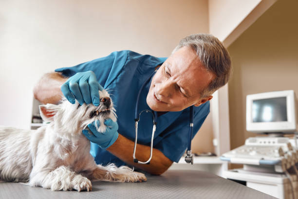 Best Pediatric Emergency Dentist in Shackle Island, TN